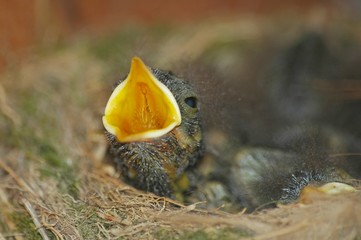 nest