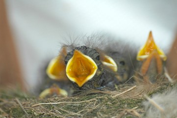 nid nest