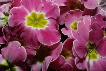 Fototapeta na wymiar Petals of purple flowers in the garden.