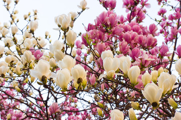 Magnolia blossom