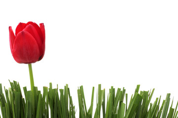 tulip in grass - 6843263