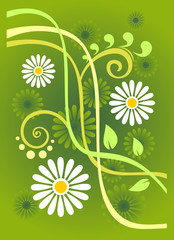 chamomiles background