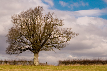 Oak Tree in Winter
