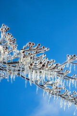 Branches coated in ice with a blue sky