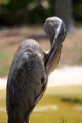 Blue Heron