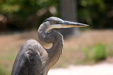 Fototapeta premium Blue Heron