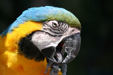 Macaw - Eye see you