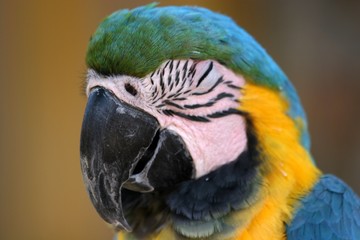 Macaw - Hide and Seek