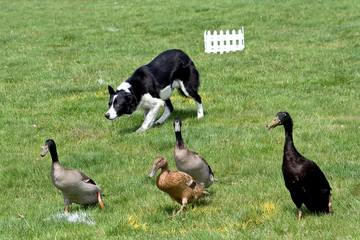 Collie working ducks
