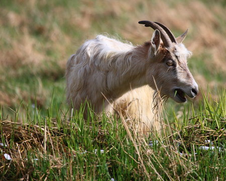 Goats feeding on grass