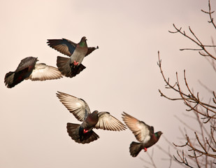 Soaring pigeons