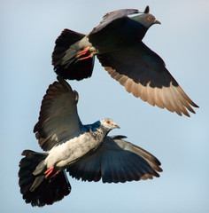Pair of pigeons soaring in the sky