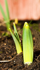 vårtecken blommor som börjar komma upp ur jorden