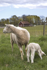 Obraz na płótnie Canvas owiec i jagniąt