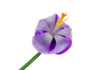 blue crocus flower