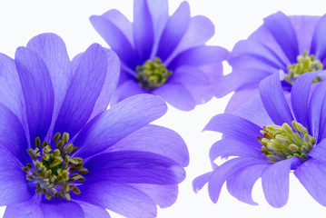 blue flowers