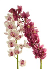 Fototapeta na wymiar różowe i czerwone orchidee