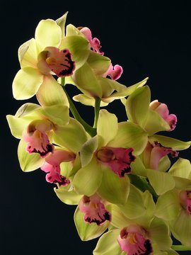 yellow and red orchid in blossom