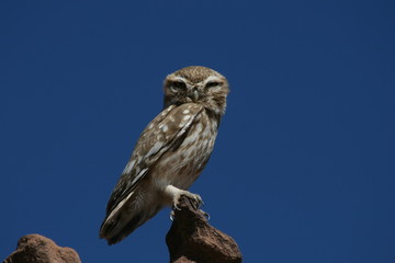 Little Owl
