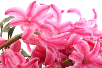 Hyacinths flowers.