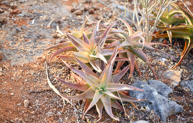 Wild aloe vera from Socotra Island