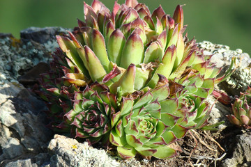 Joubarbe des toits,Aude,Pyr&eacute;n&eacute;es