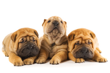 Group of three beautiful sharpei puppies isolated on white backg