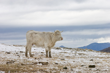 cow in the snow