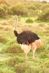 Ostrich Male (Struthio camelus)