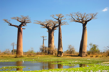 field of Baobab trees in Madagascar