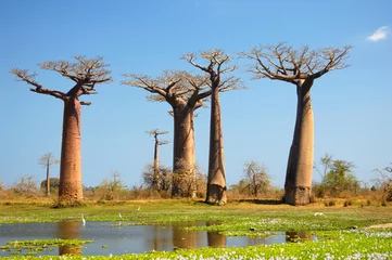 Schilderijen op glas veld van baobabbomen in Madagascar © William WANG