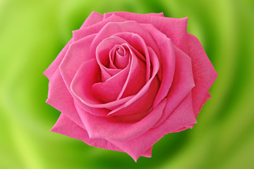 rose