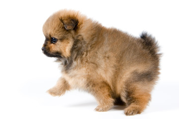 Obraz premium The puppy of the spitz-dog in studio 