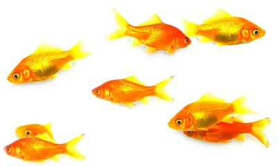 Fototapeta premium poissons rouges