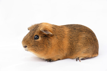 Fototapeta premium cochon d'inde sur fond blanc
