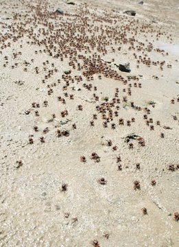 Small crabs