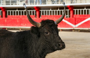 Cornes emboulées