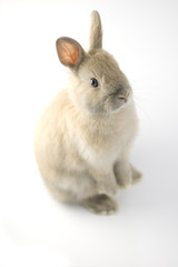 Baby of Netherland dwarf rabbit