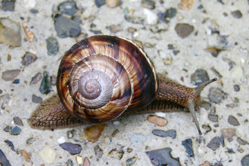 snail