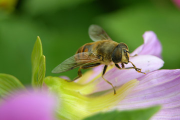 Fly