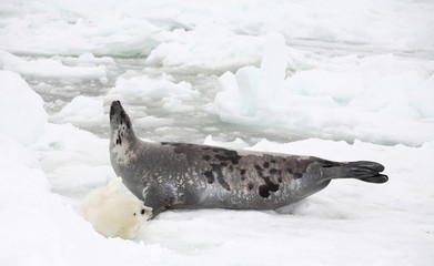 Naklejka premium Happy mother harp seal cow and newborn pup on ice
