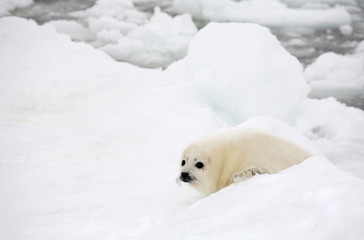 Baby harp seal pup on ice of the White Sea