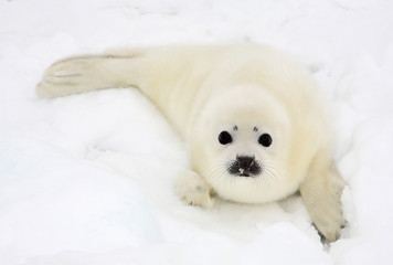 Baby harp seal pup on ice of the White Sea  - 6861835