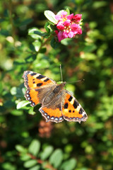 Beautiful Butterfly butterfly; nymphalis polychloros