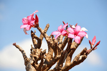 Naklejka premium Bottle tree - adenium obesum – endemic tree of Socotra Island