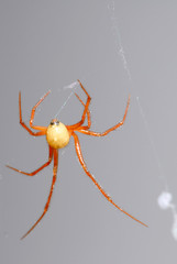 Arachnid