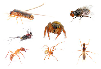 Micro ZOO