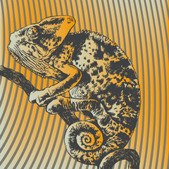 vector illustration with chameleon © Jumpingsack