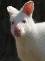 Kangaroo albino white 