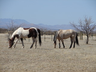 Obraz premium Horses